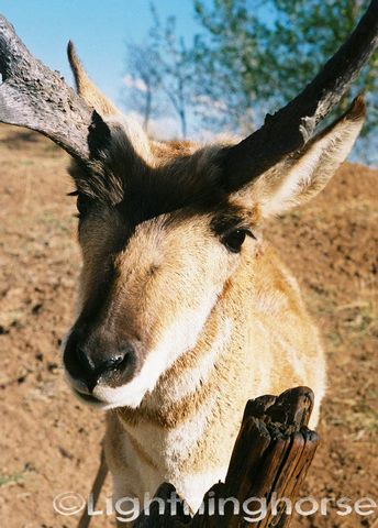 71523035 Pronghorn