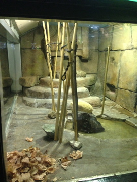 8/11/2014 - King Cobra Exhibit