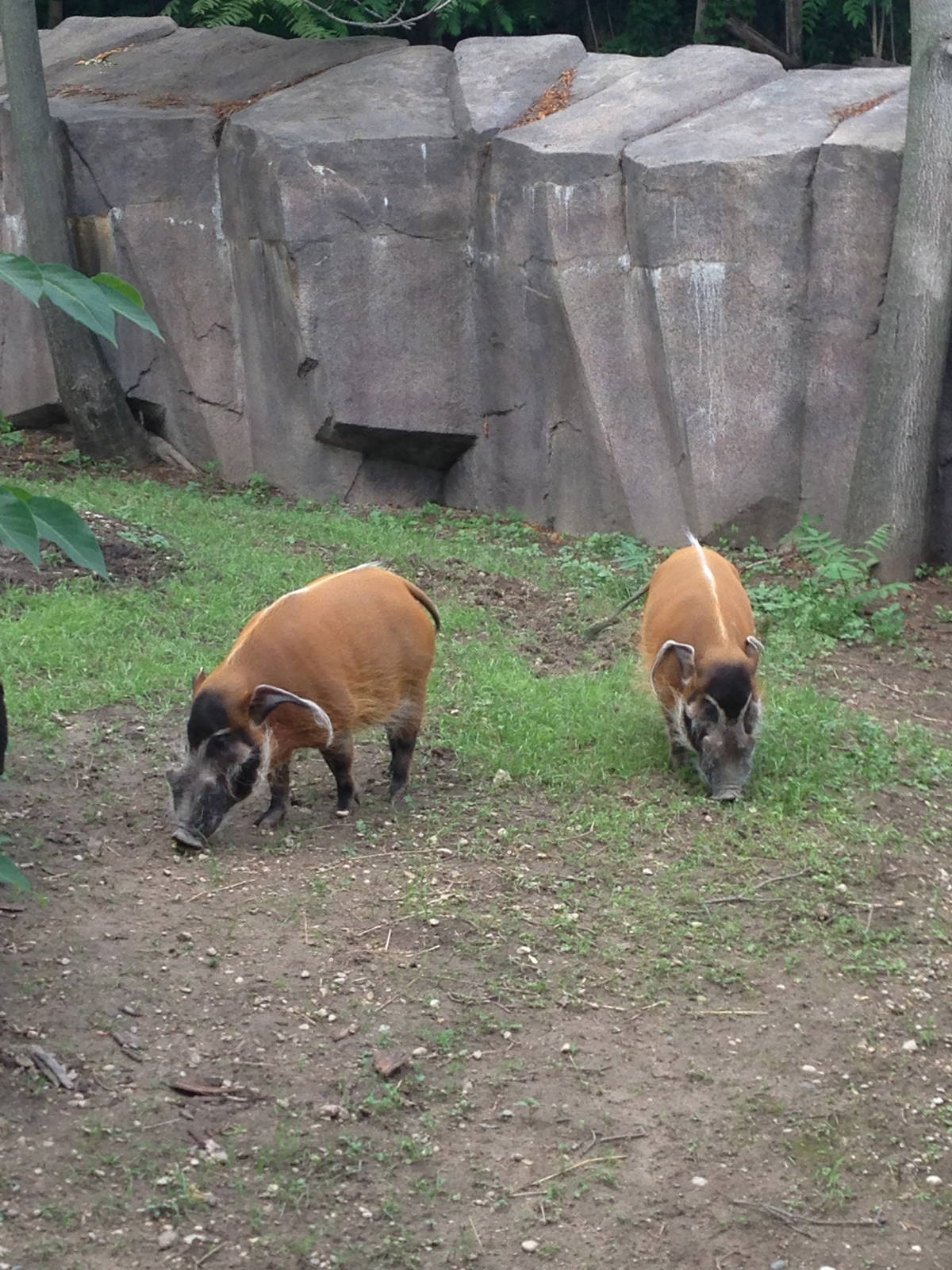 8/11/2014 - Red River Hogs