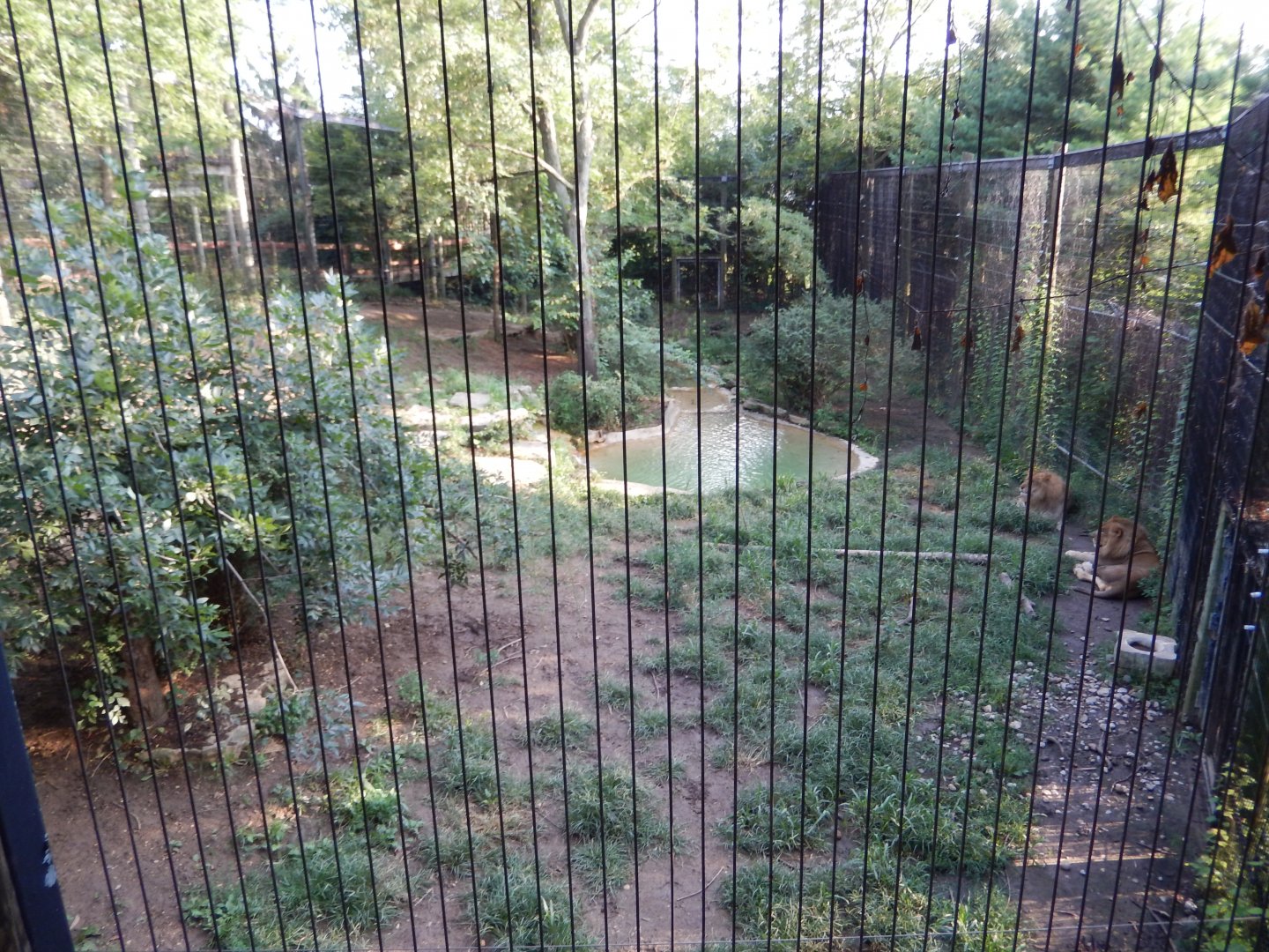 8/11/2018 - African Lion Exhibit