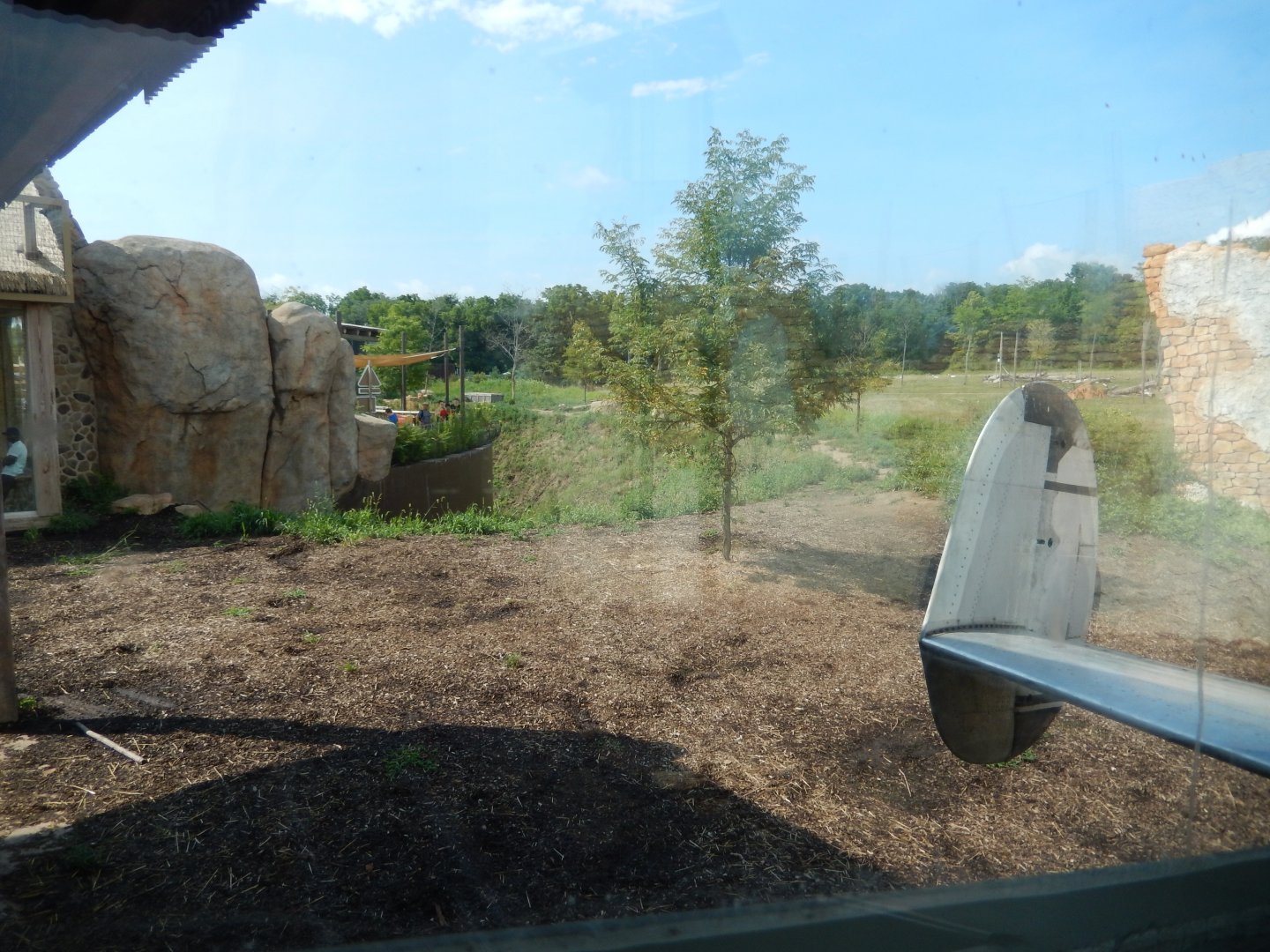 8/11/2018 - African Lion Habitat