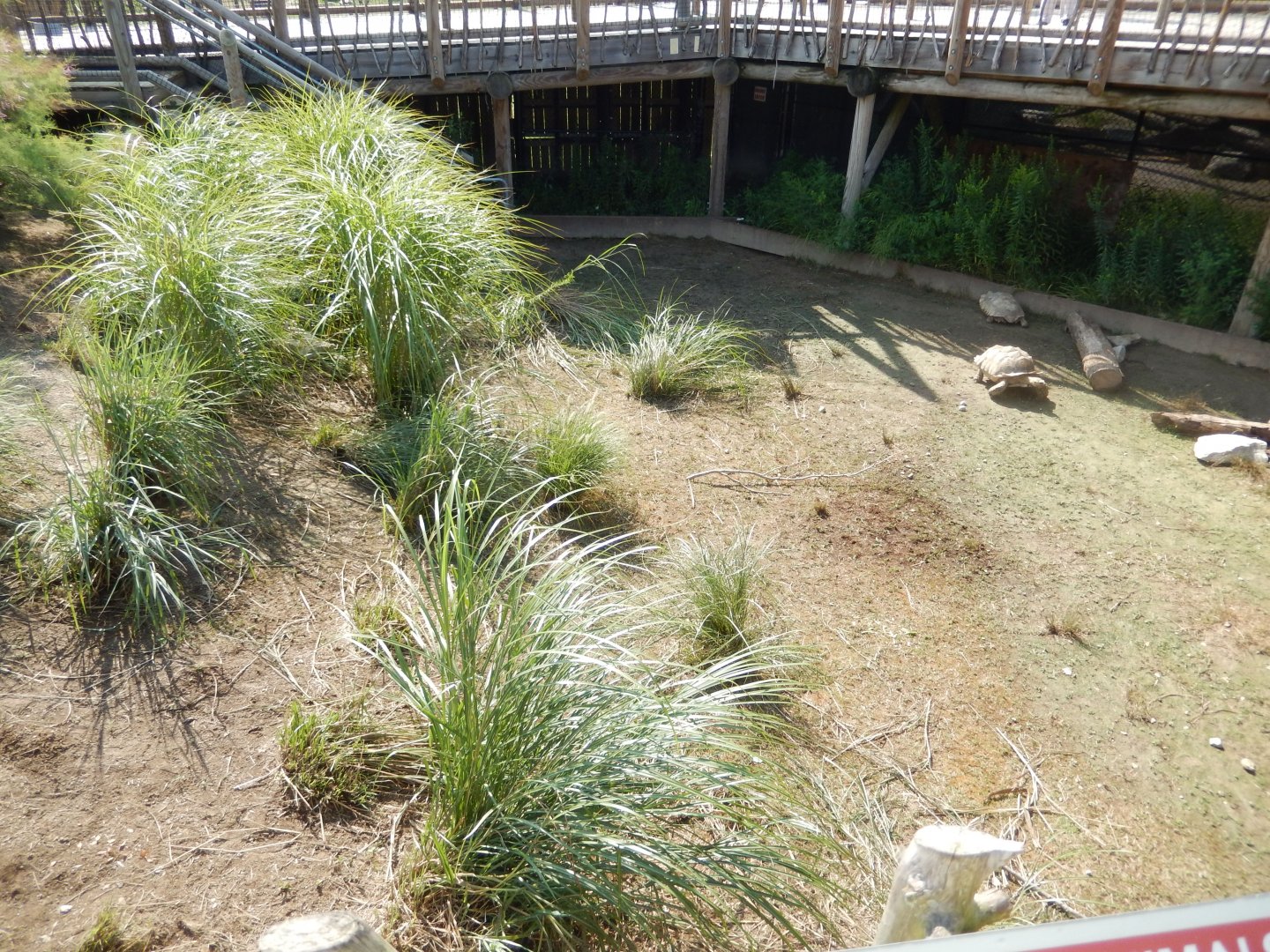 8/11/2018 - African Spurred Tortoise Exhibit