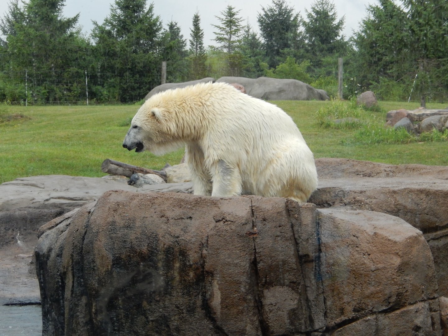 8/11/2018 - Amelia Gray