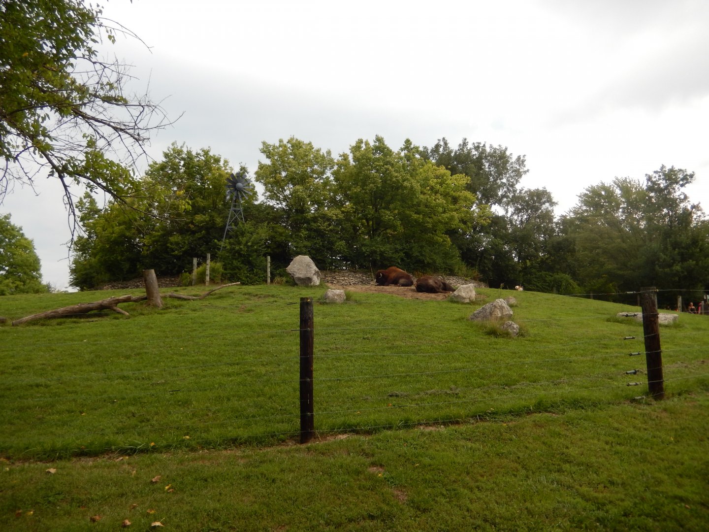8/11/2018 - American Bison & Pronghorn Habitat