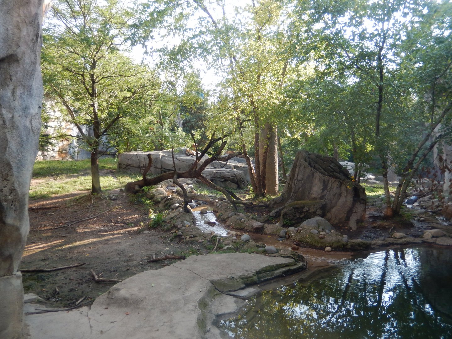 8/11/2018 - Amur Tiger Habitat