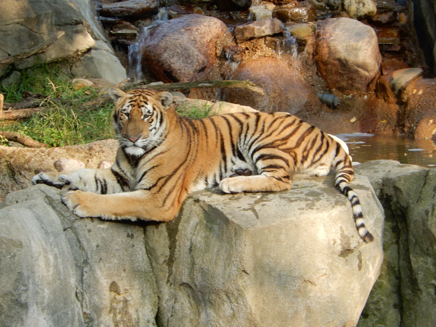 8/11/2018 - Amur Tiger