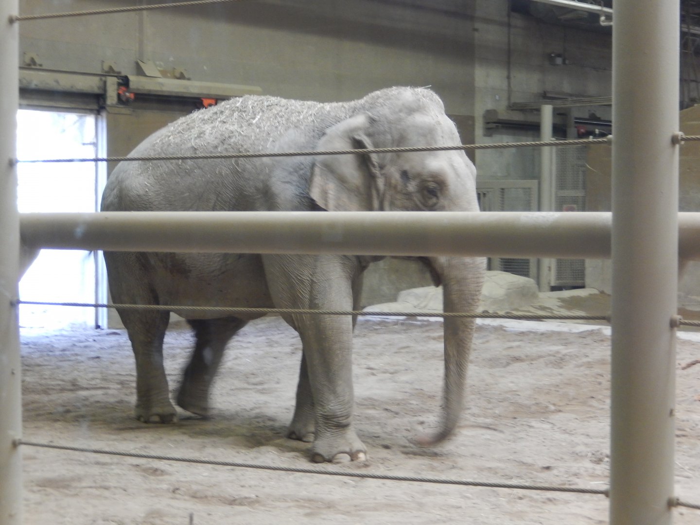 8/11/2018 - Asian Elephant Cow