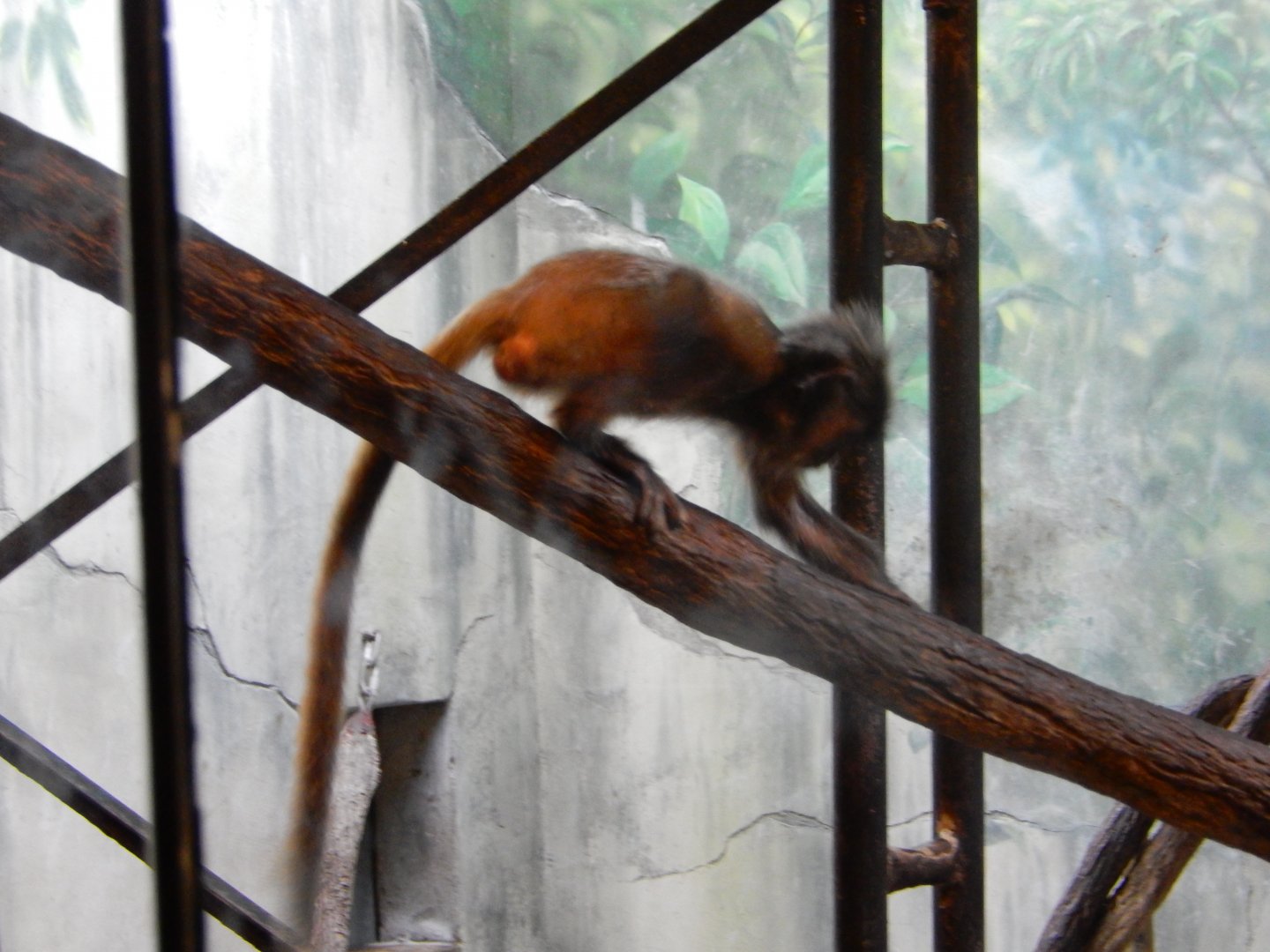 8/11/2018 - Baby Silvered Leaf Langur