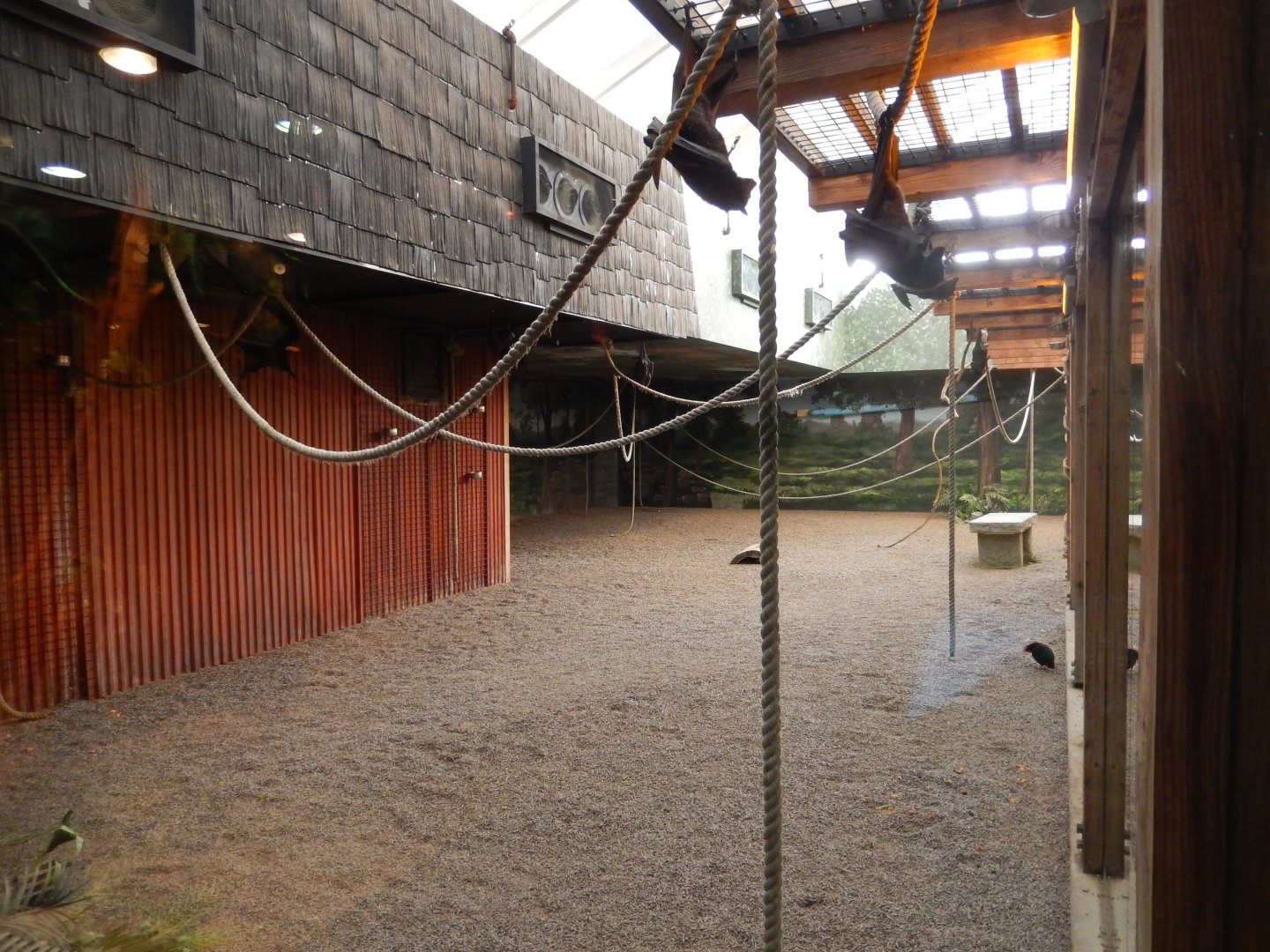 8/11/2018 - Bat Exhibit