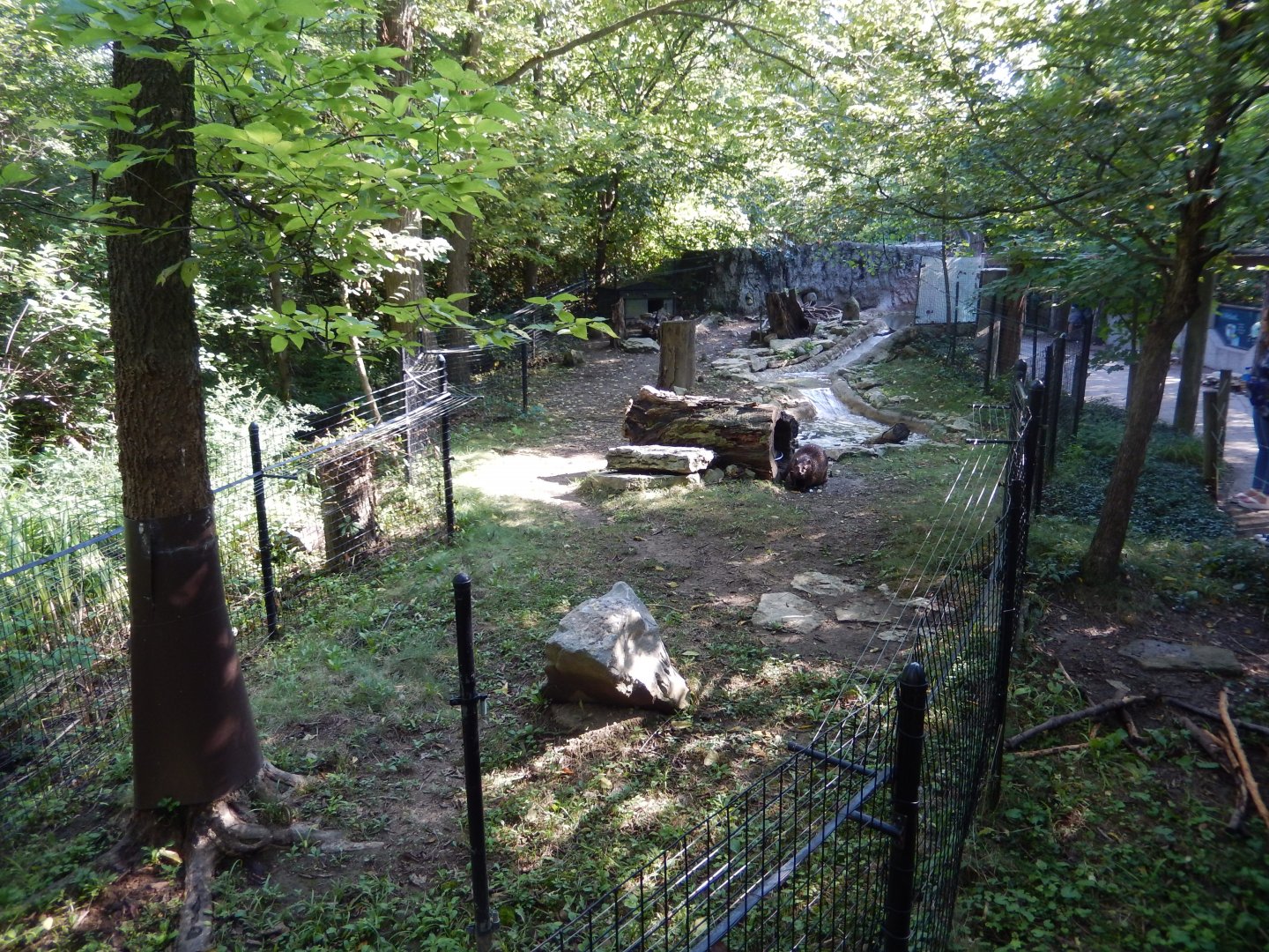 8/11/2018 - Beaver Exhibit