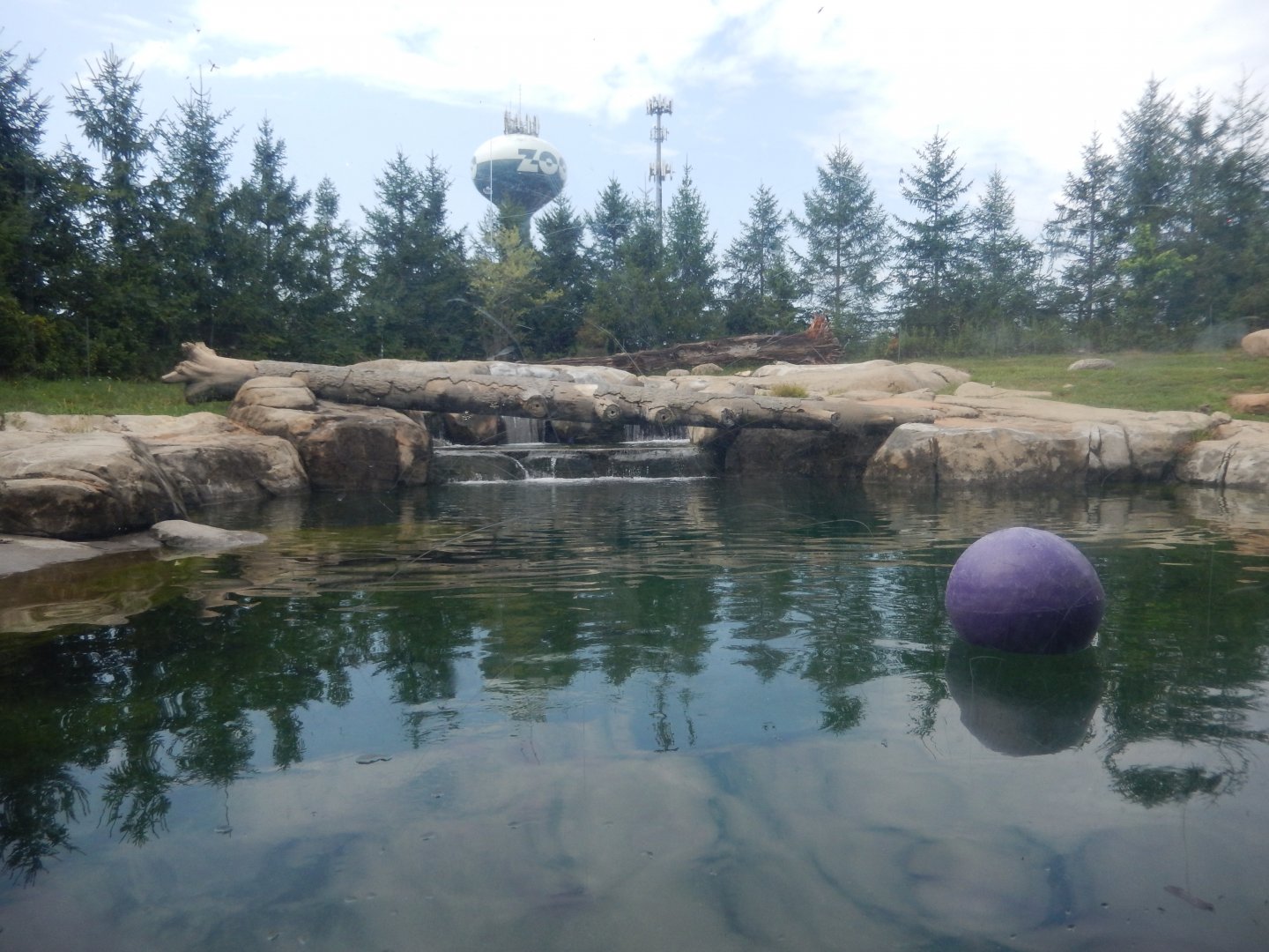 8/11/2018 - Brown Bear Habitat