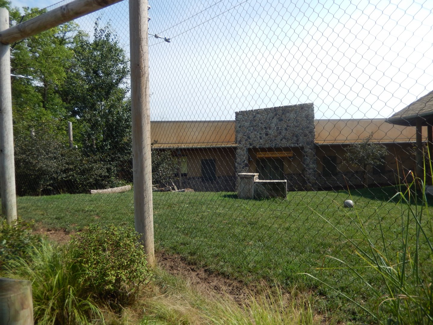 8/11/2018 - Cheetah Exhibit