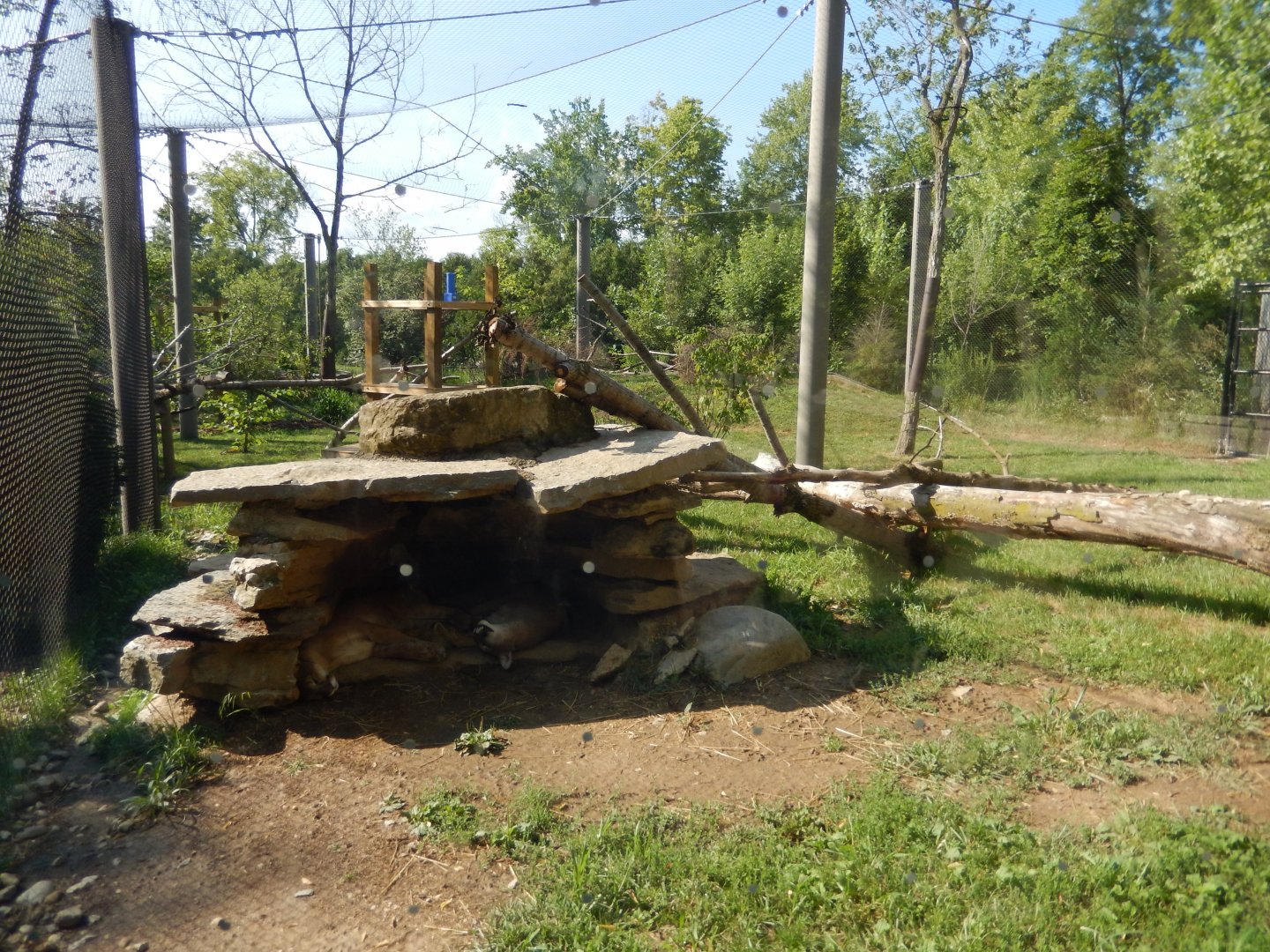 8/11/2018 - Cougar Exhibit