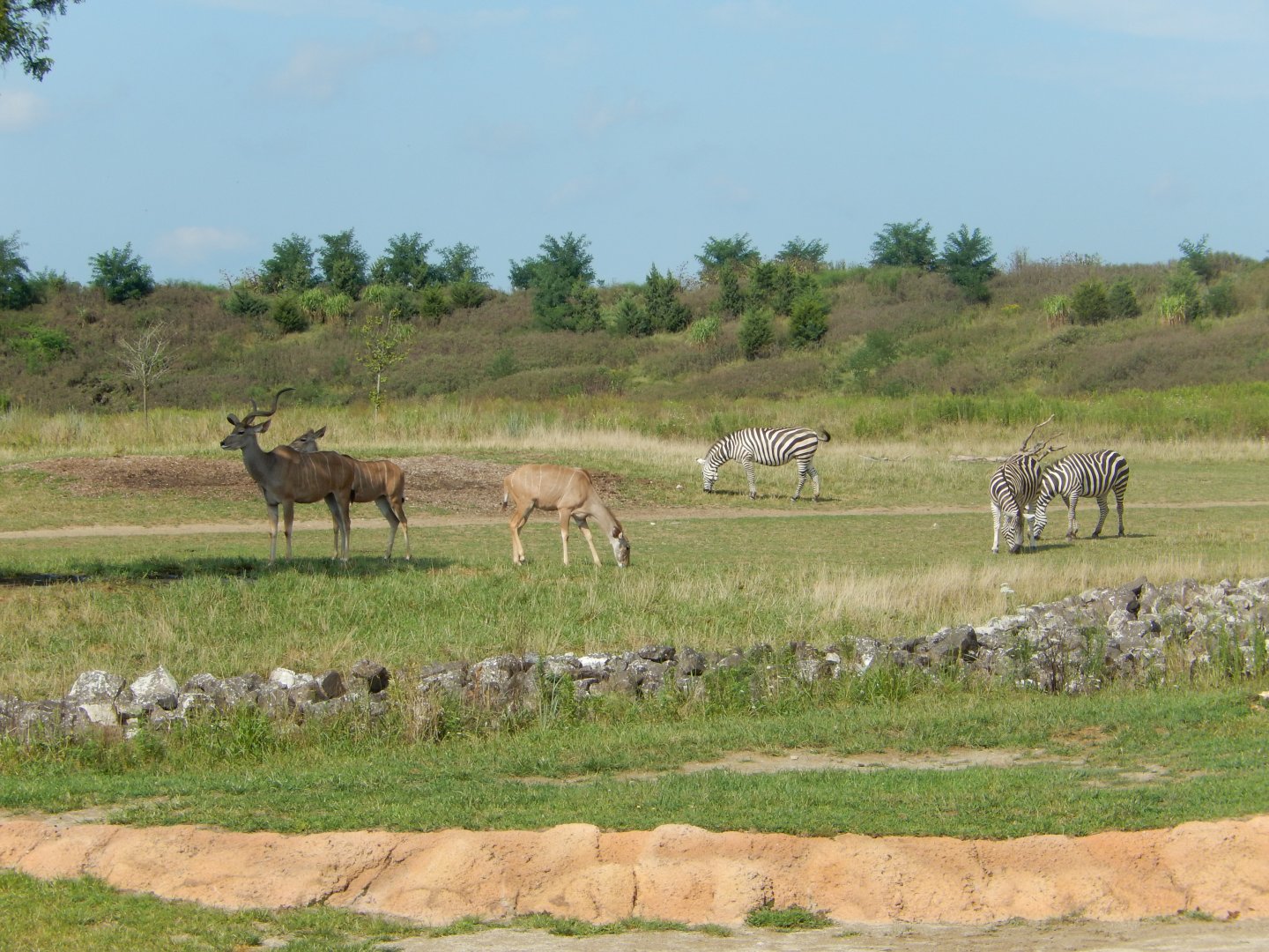 8/11/2018 - Greater Kudus and Grant's Zebras