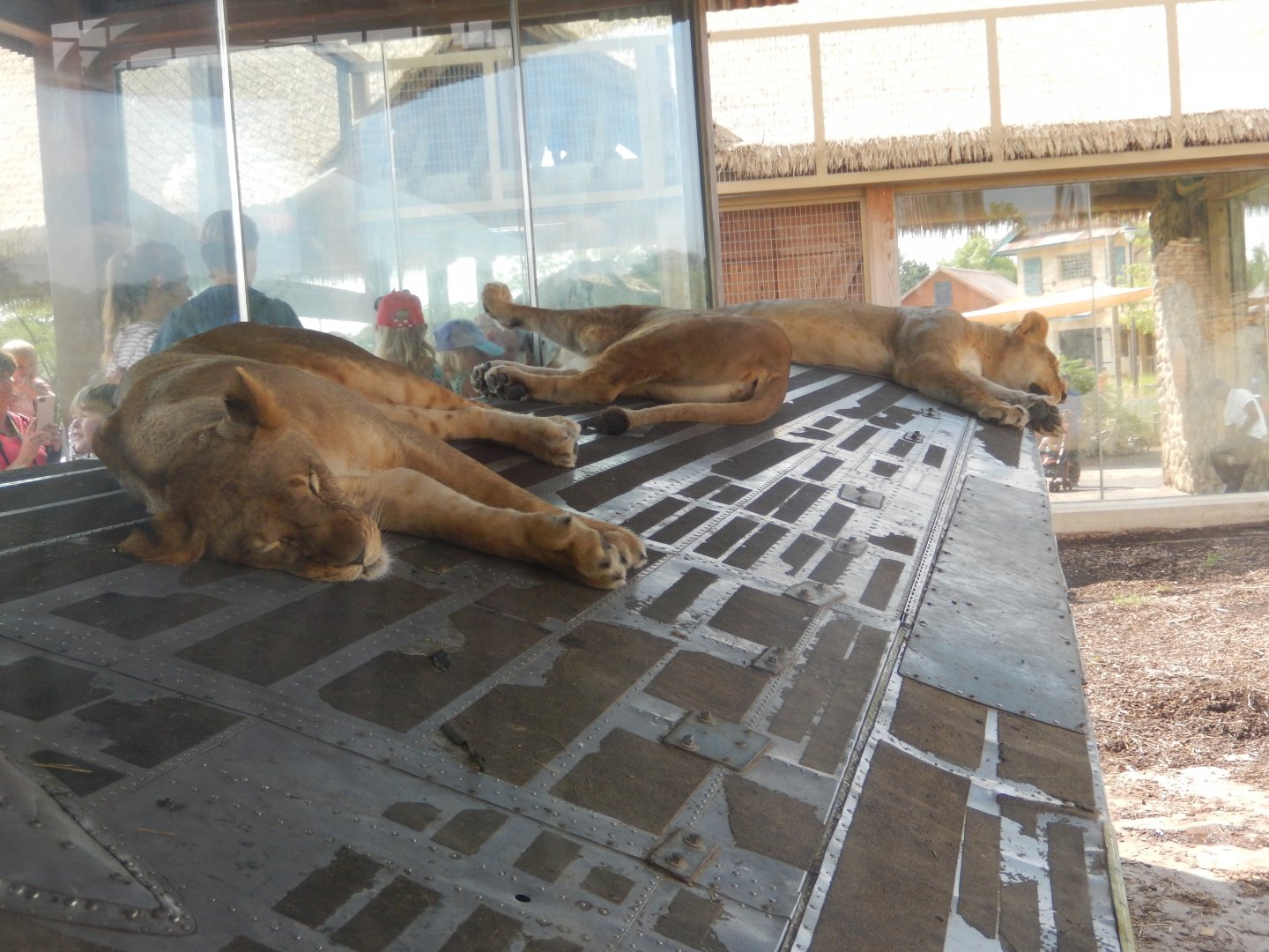 8/11/2018 - Lazing in the Wing