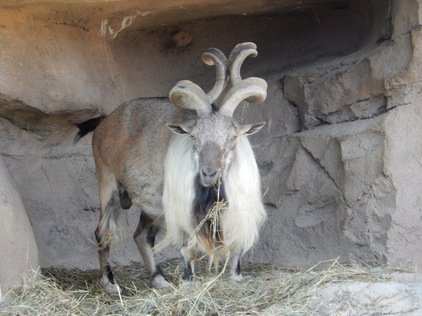 8/11/2018 - Male Markhor
