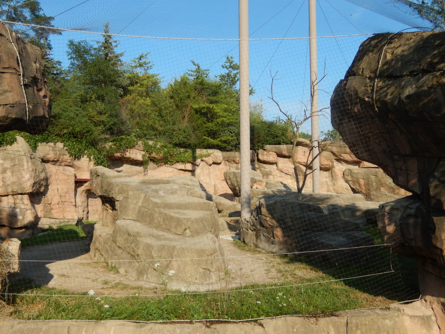 8/11/2018 - Markhor Exhibit