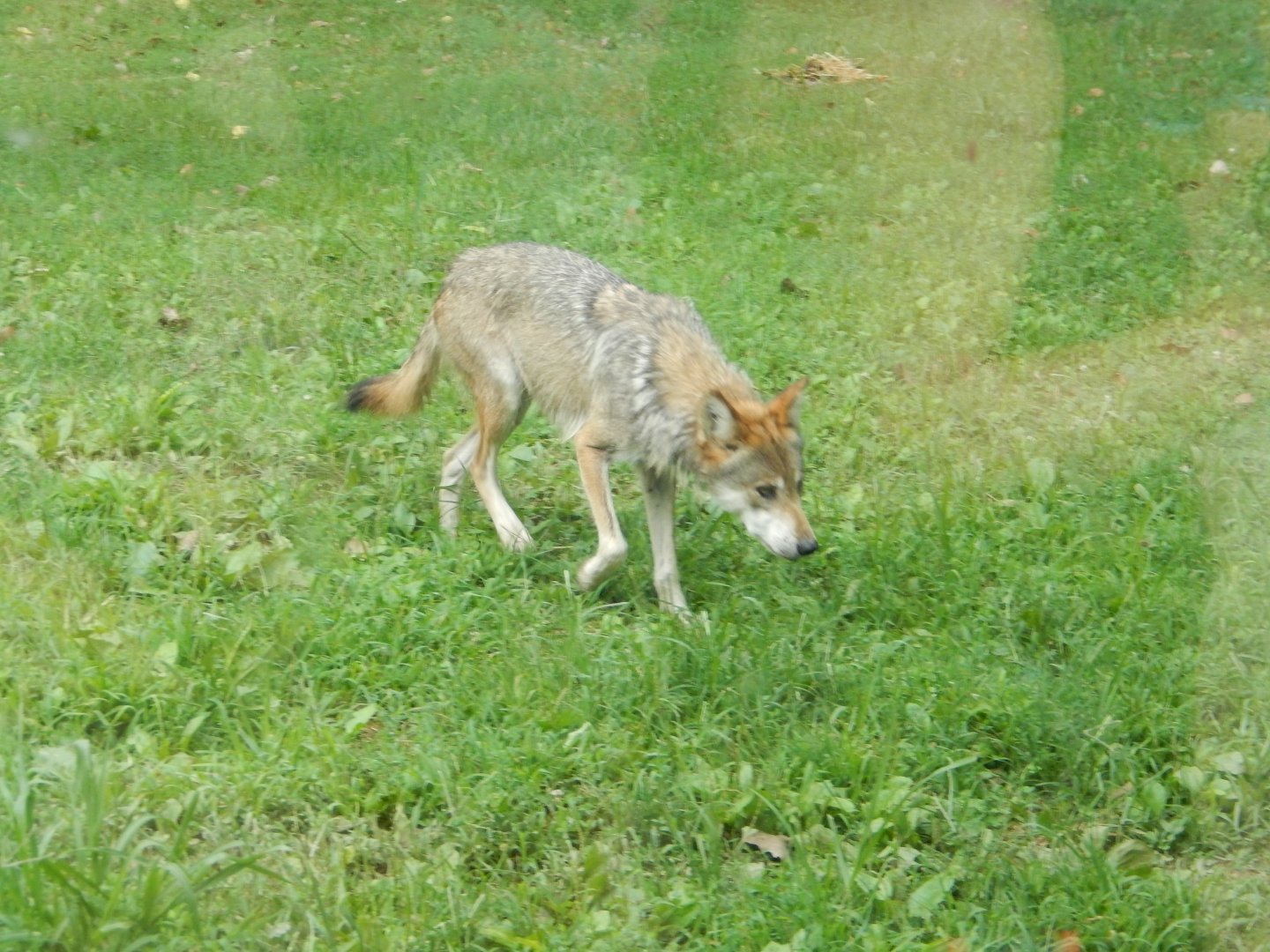 8/11/2018 - Mexican Gray Wolf