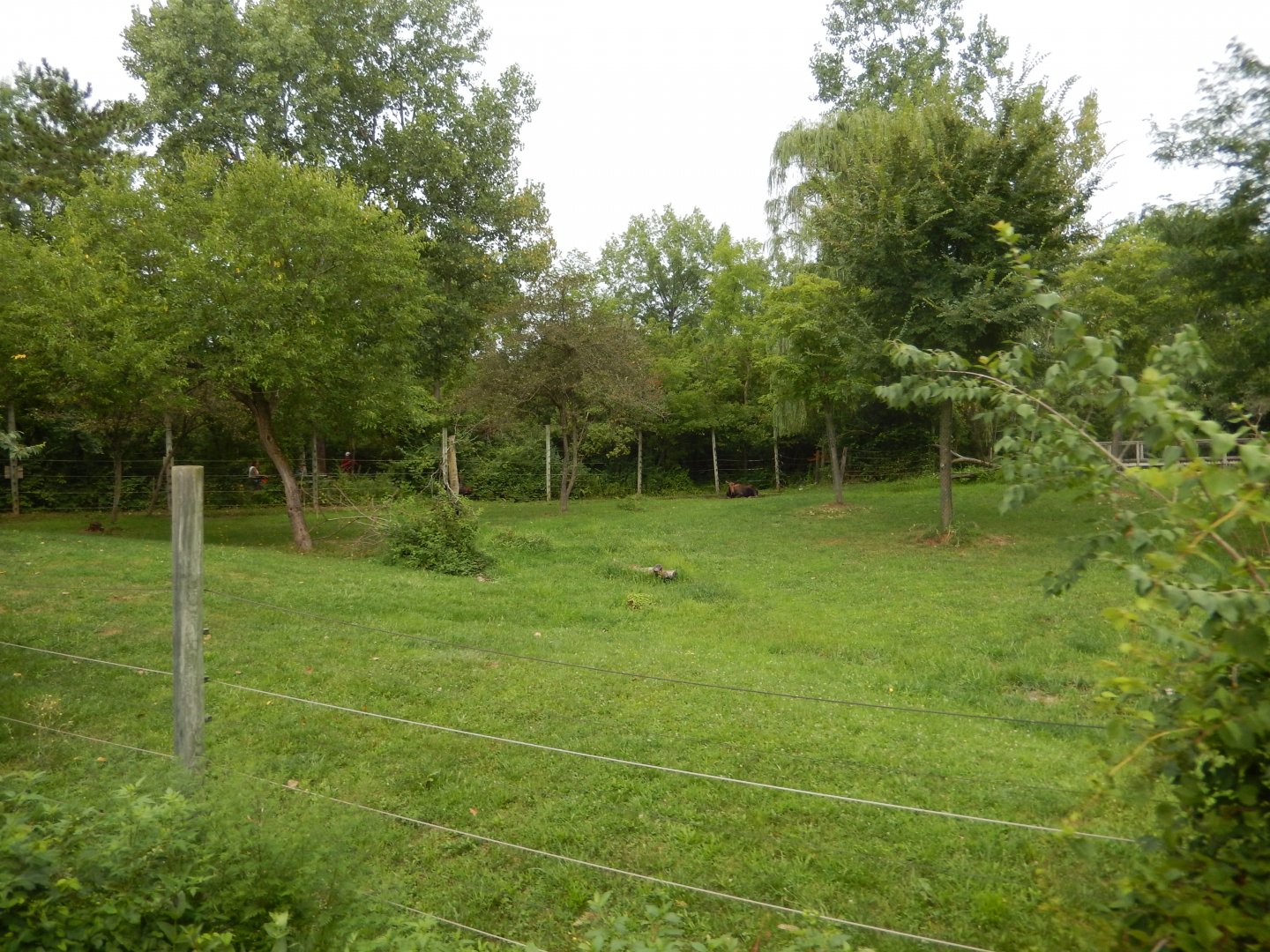 8/11/2018 - Moose Habitat