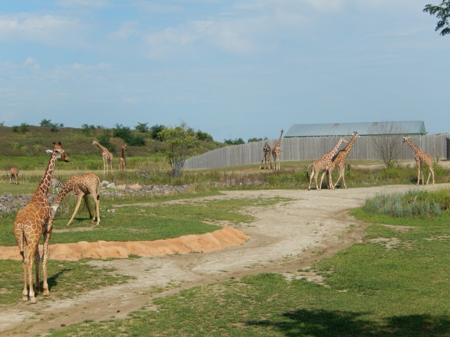 8/11/2018 - Nine Giraffes(!)