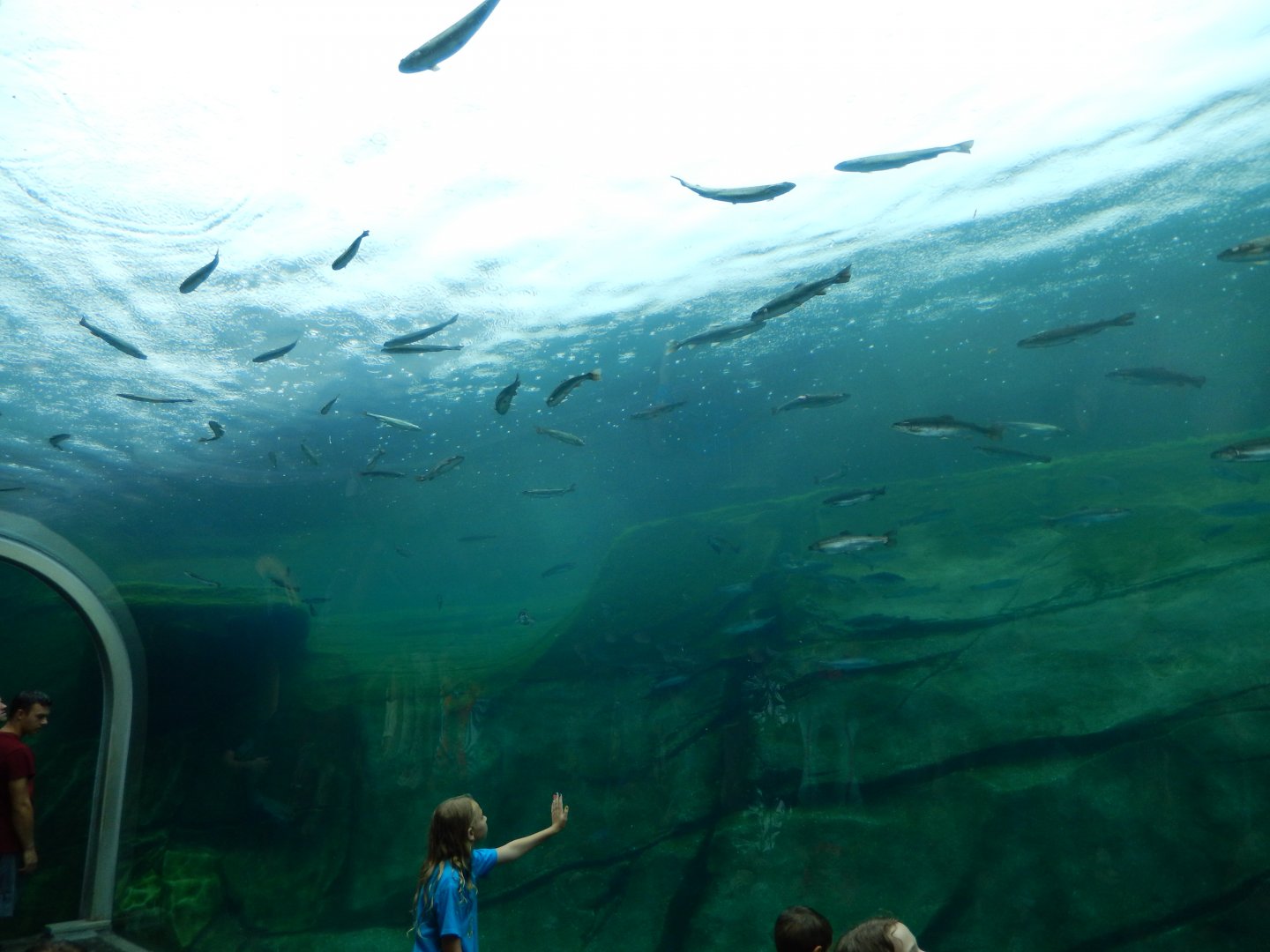 8/11/2018 - Polar Bear Habitat - Underwater Viewing Area