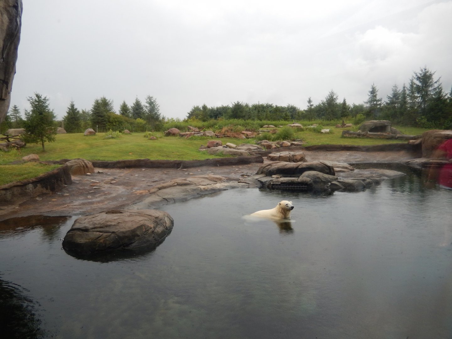 8/11/2018 - Polar Bear Habitat