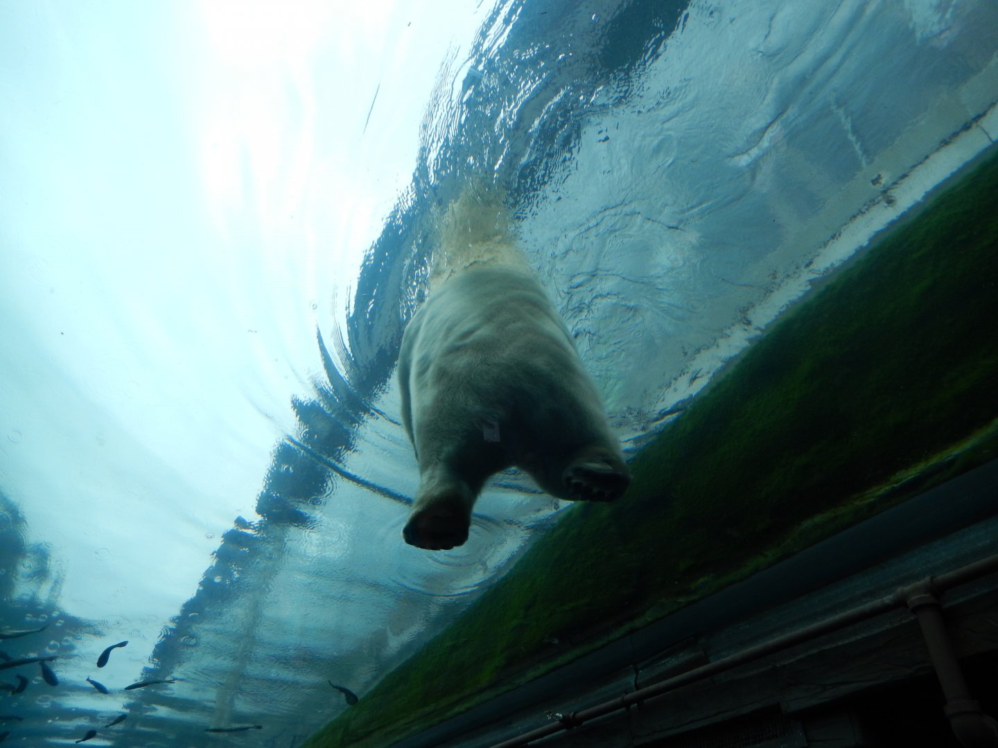 8/11/2018 - Polar Bear Playing Above!