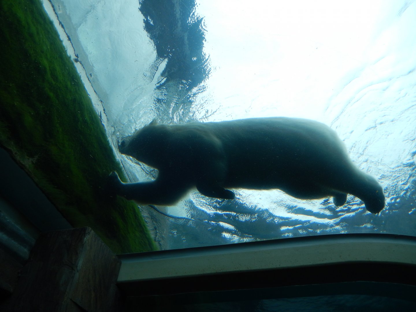 8/11/2018 - Polar Bear Swimming Above!