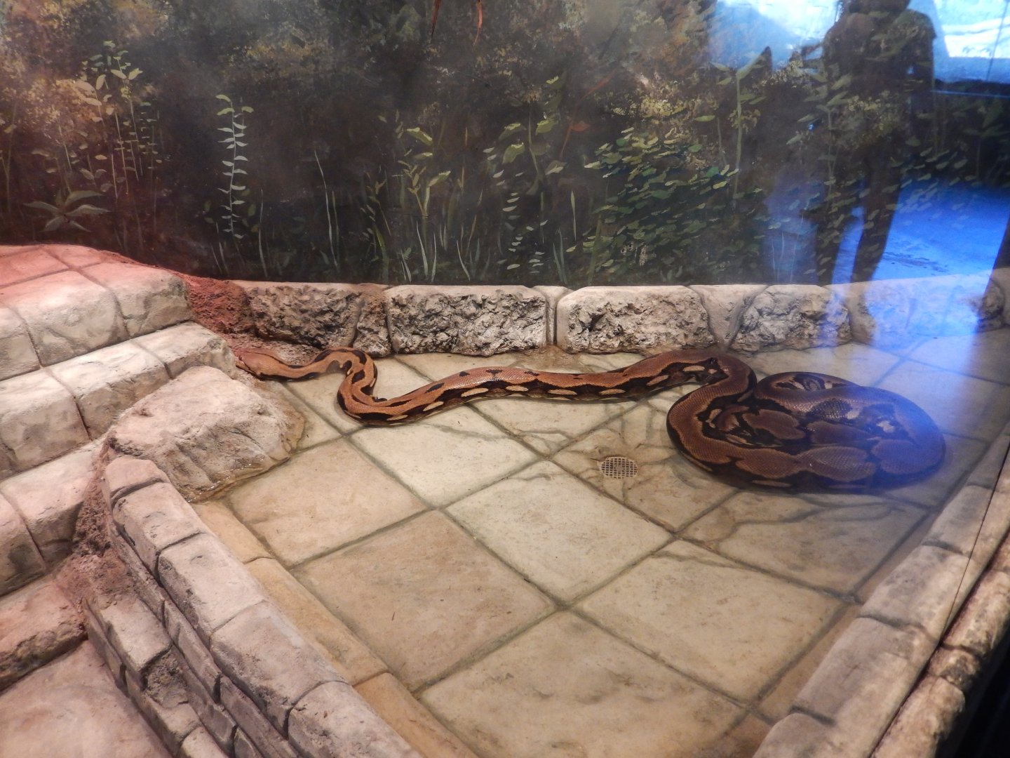 8/11/2018 - Reticulated Python