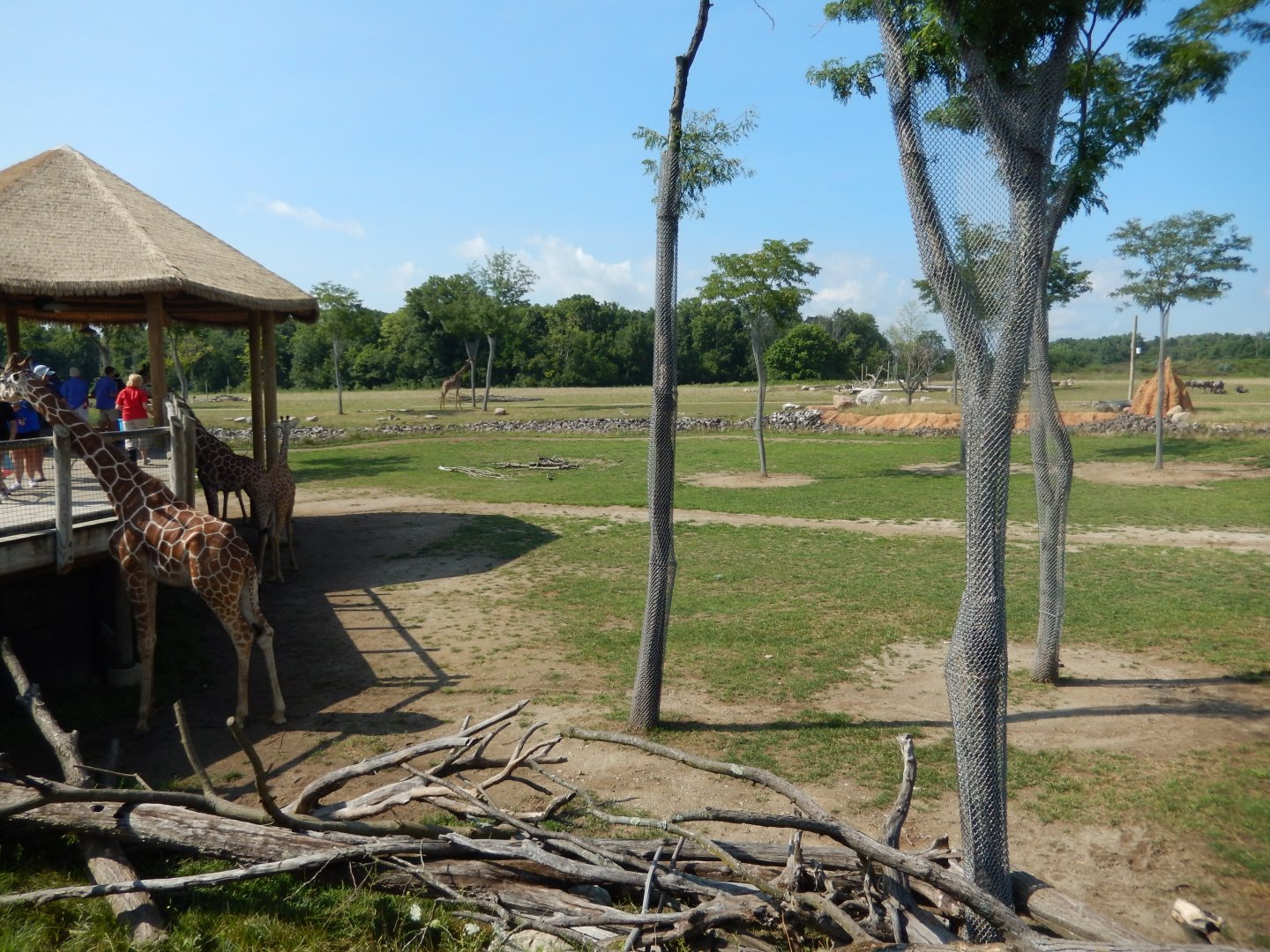 8/11/2018 - Savanna Habitats