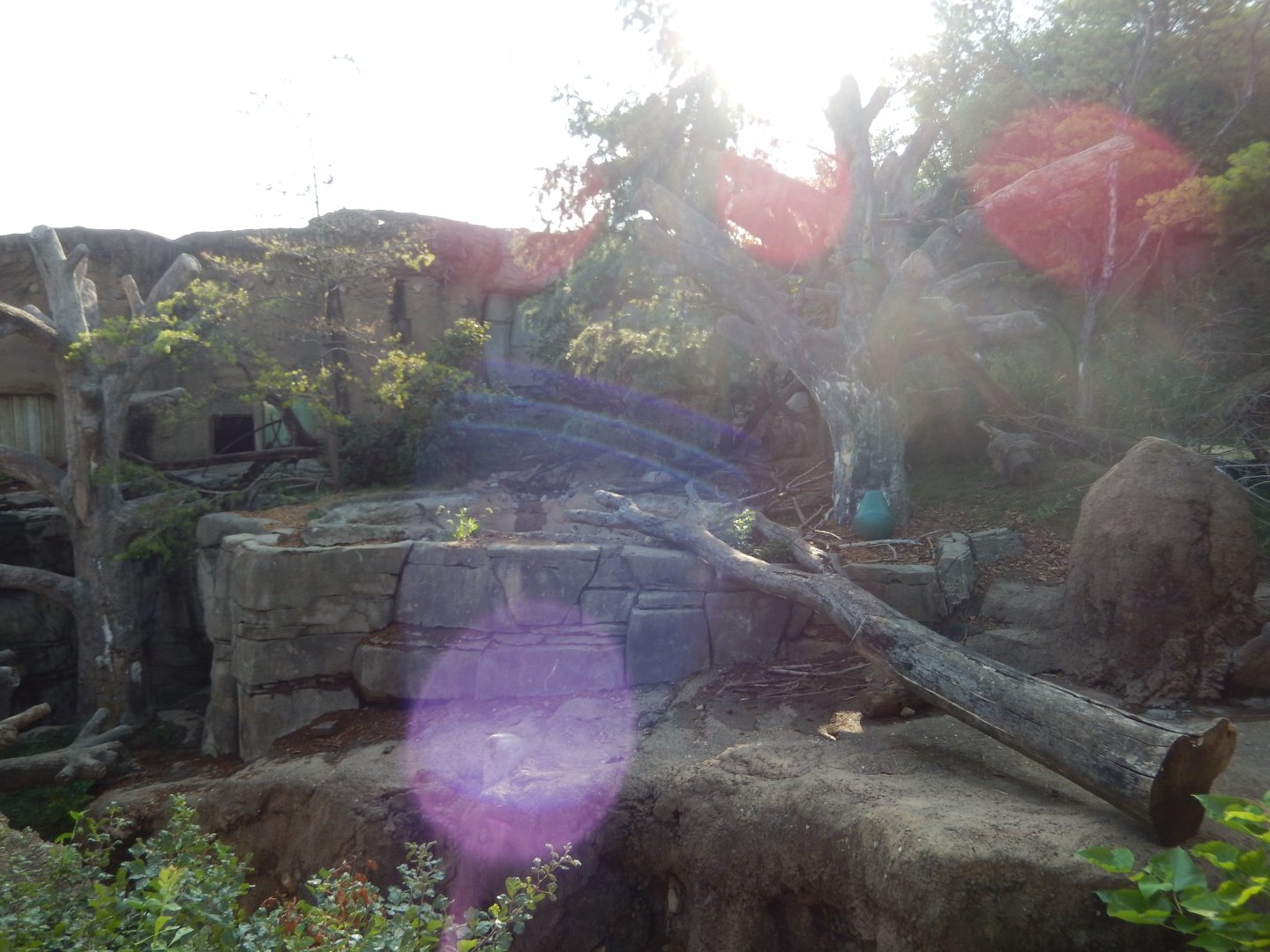 8/11/2018 - Sloth Bear Habitat