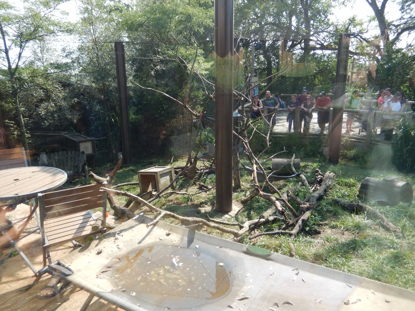 8/11/2018 - Vervet Monkey Exhibit