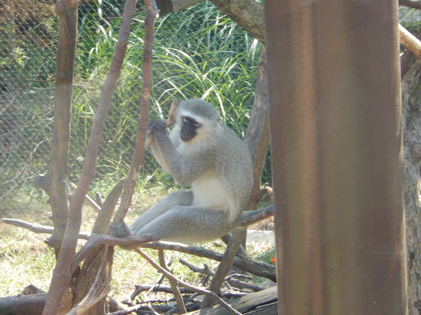 8/11/2018 - Vervet Monkey