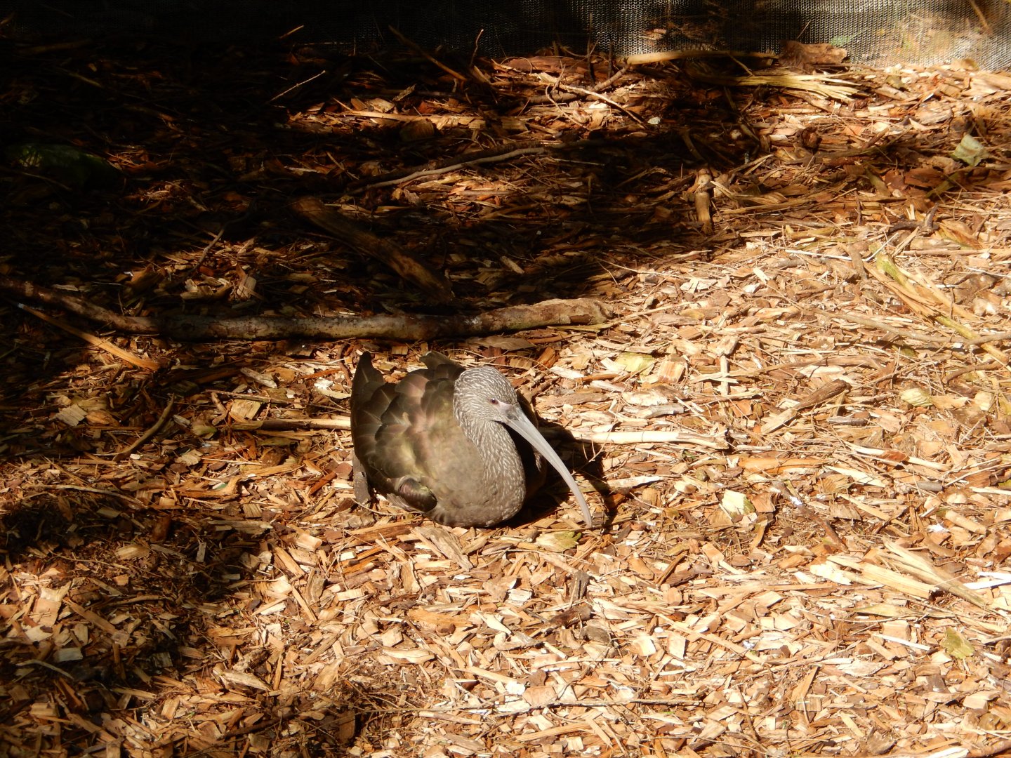 8/11/2018 - White-Faced Ibis(?)