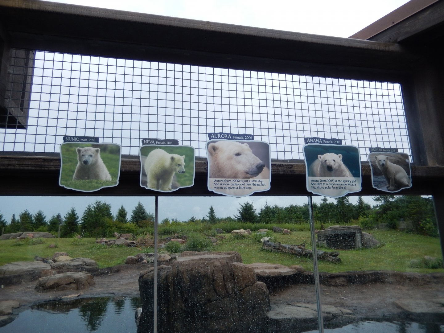 8/11/2018 - Who's Who in the Polar Bear Exhibit?