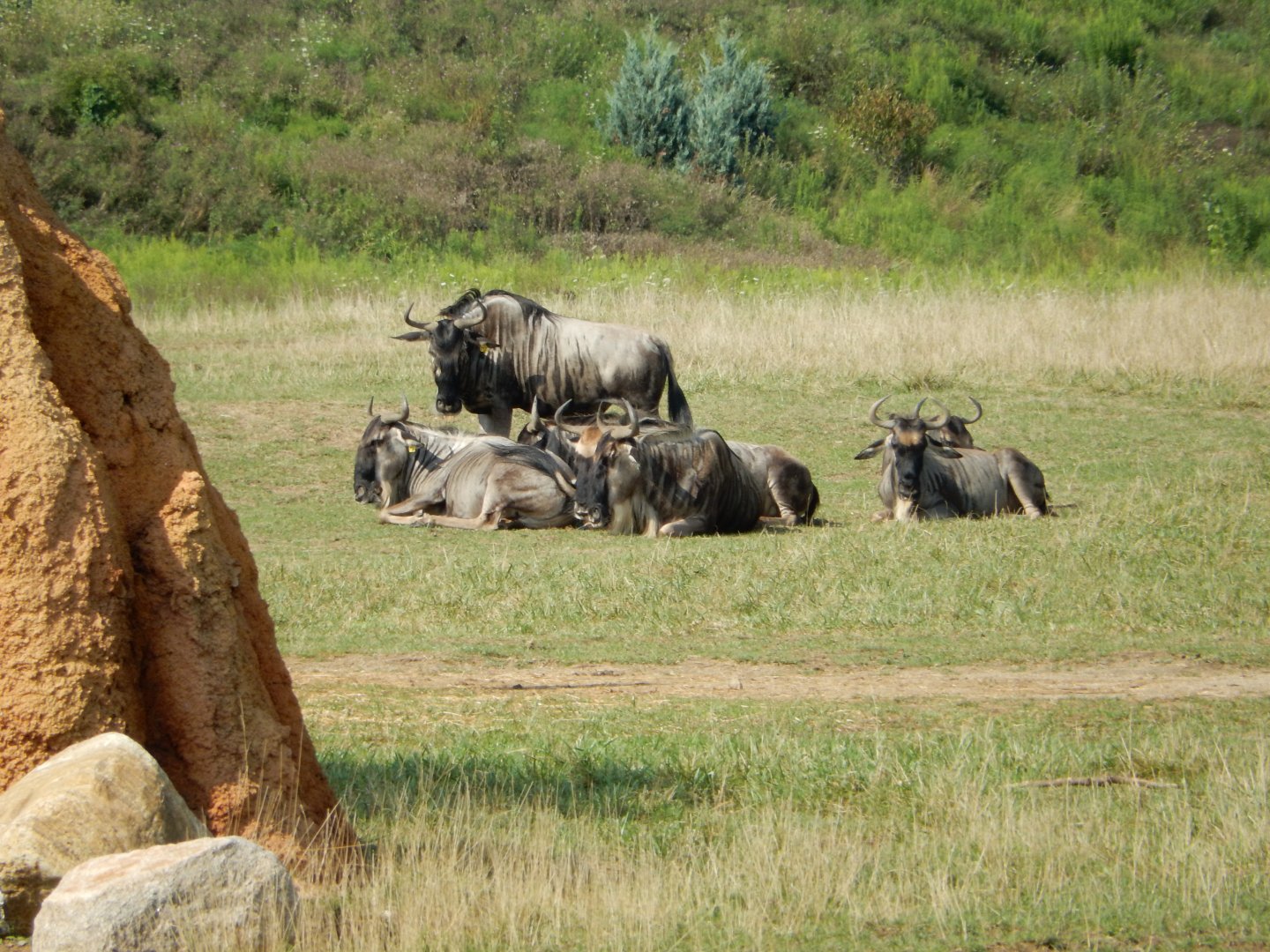 8/11/2018 - Wildebeest