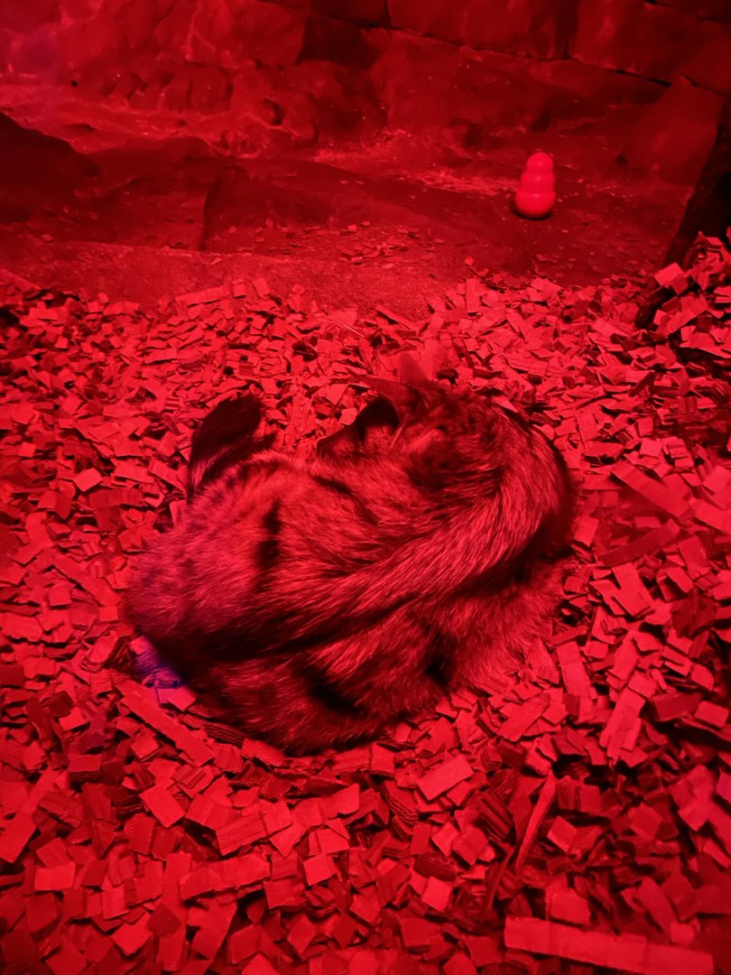 8/11/2023 - Aardwolf