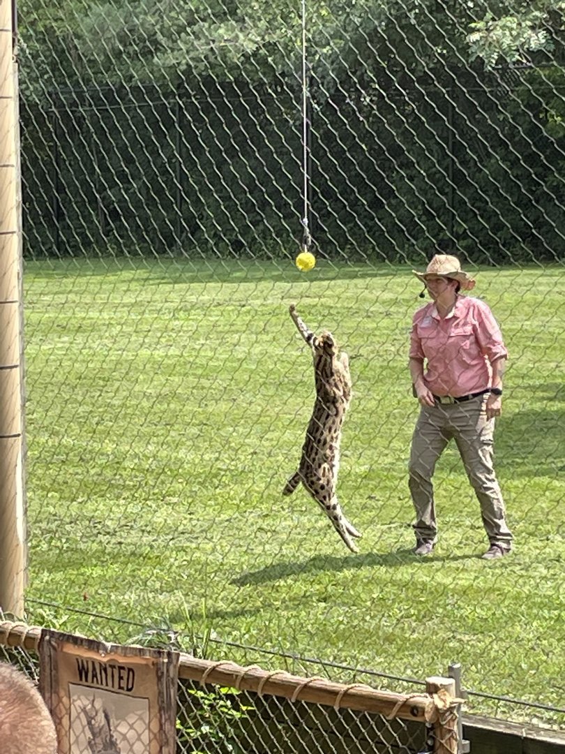 8/11/2023 - Amazing Jumping Skills!