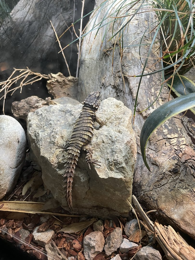 8/11/2023 - Armadillo Lizard