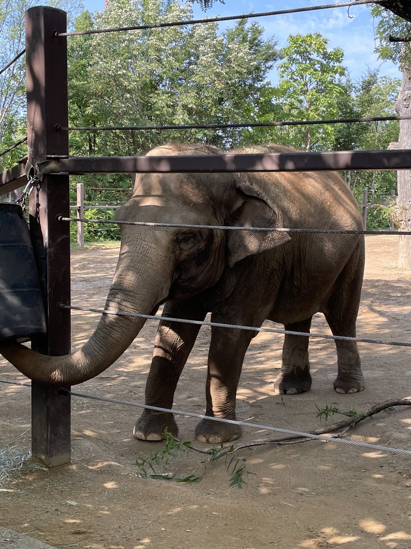 8/11/2023 - Asian Elephant