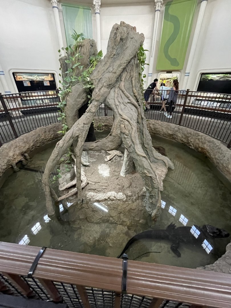 8/11/2023 - Chinese Alligator Exhibit