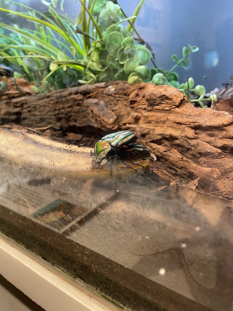 8/11/2023 - Emerald Beetle(?)