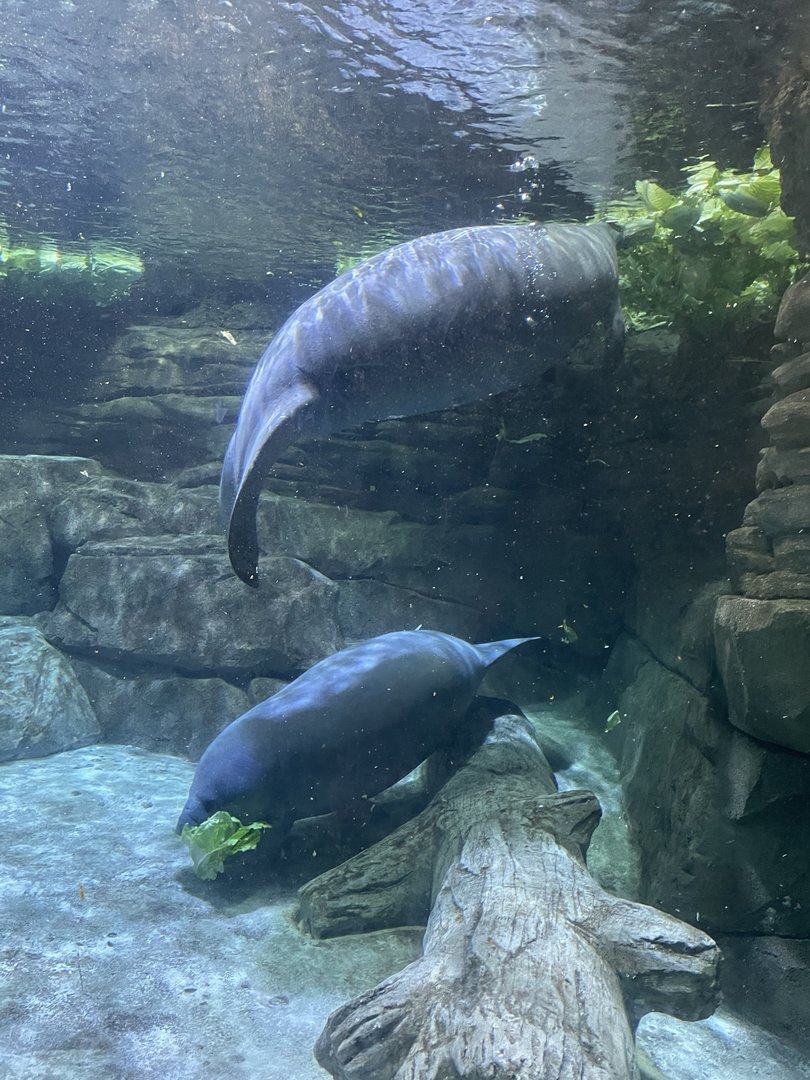 8/11/2023 - Florida Manatees