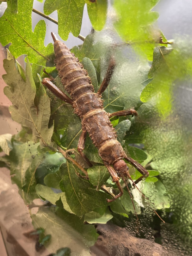 8/11/2023 - Giant Walking Stick(?)