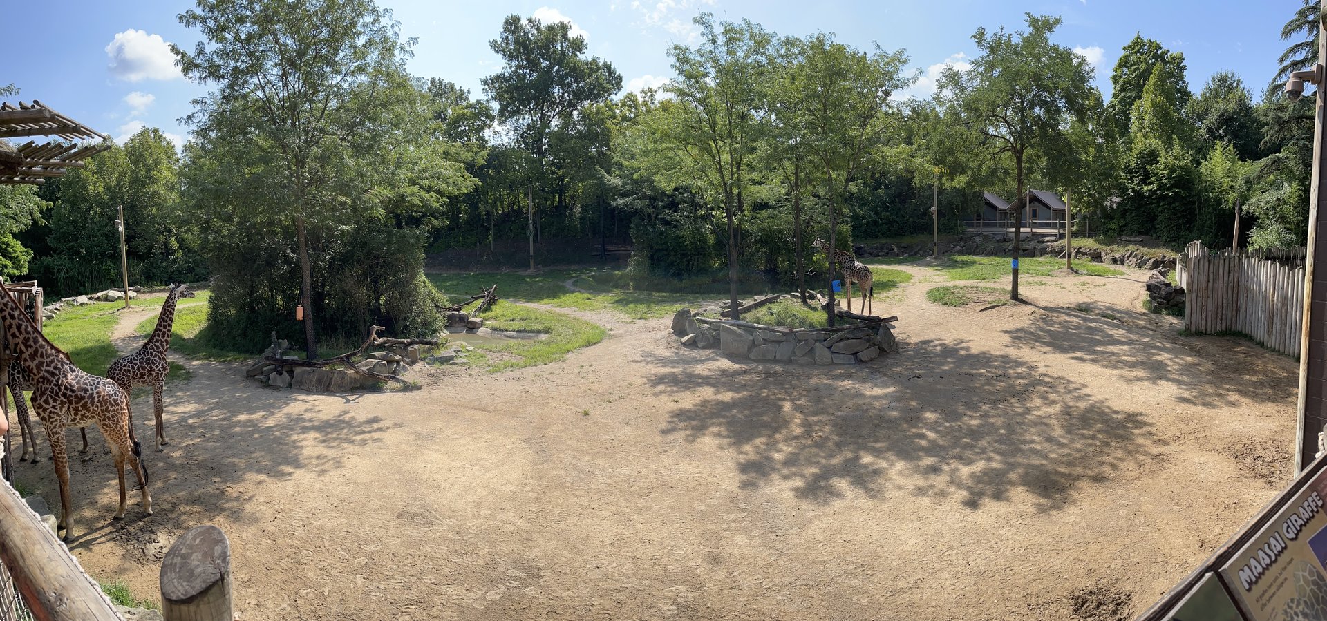 8/11/2023 - Giraffe Ridge