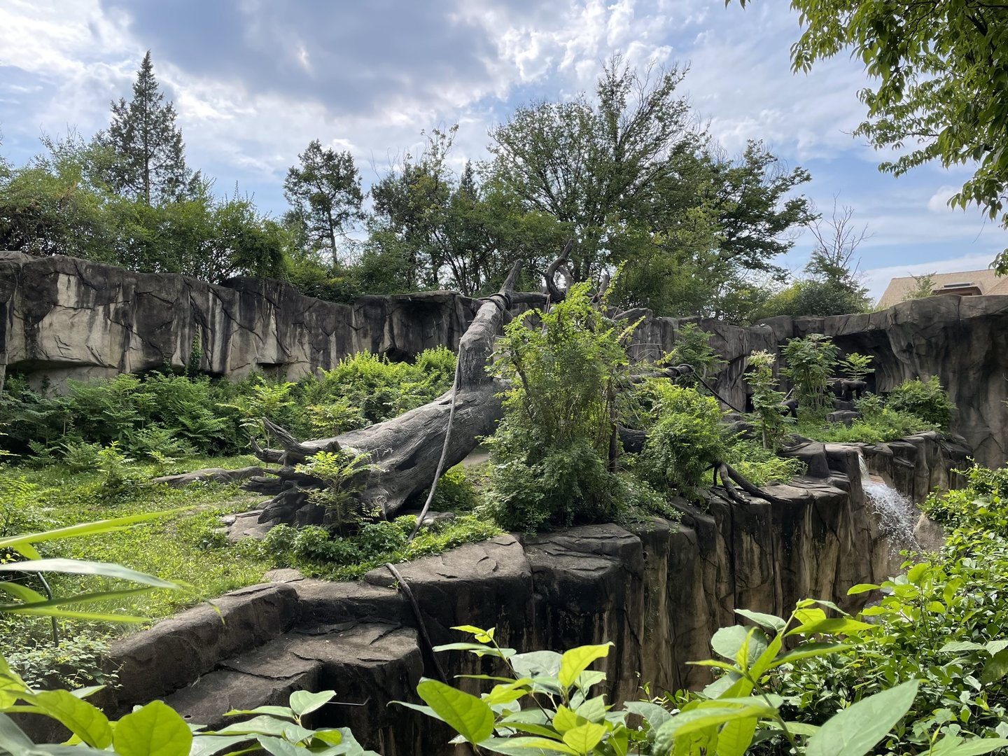 8/11/2023 - Gorilla World - Outdoor Habitat