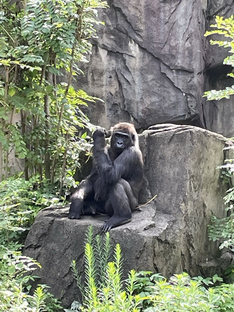8/11/2023 - Gorilla