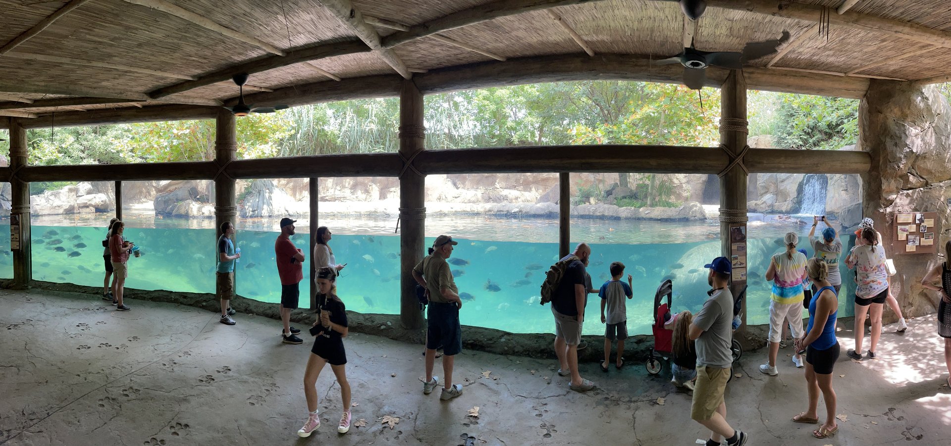 8/11/2023 - Hippo Cove