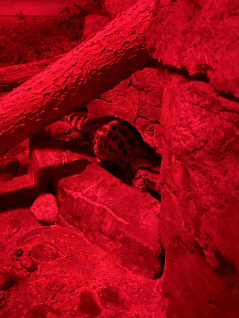 8/11/2023 - Large-Spotted Genet