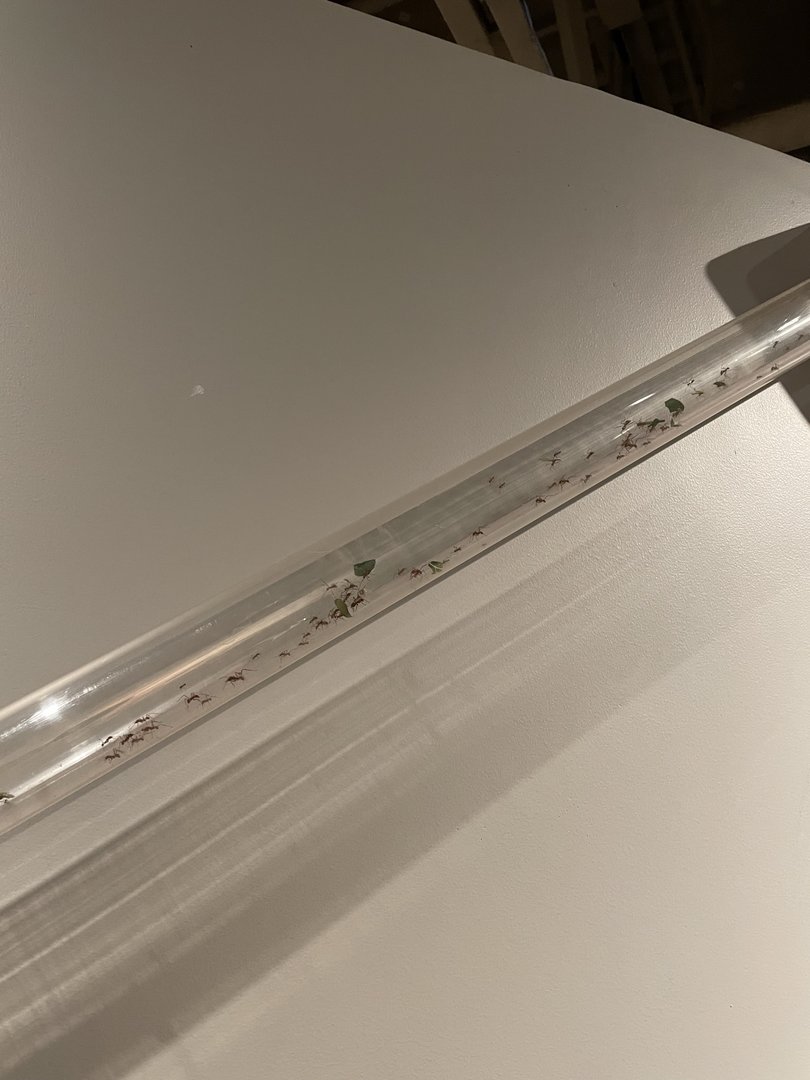 8/11/2023 - Leaf cutter Ant Tube